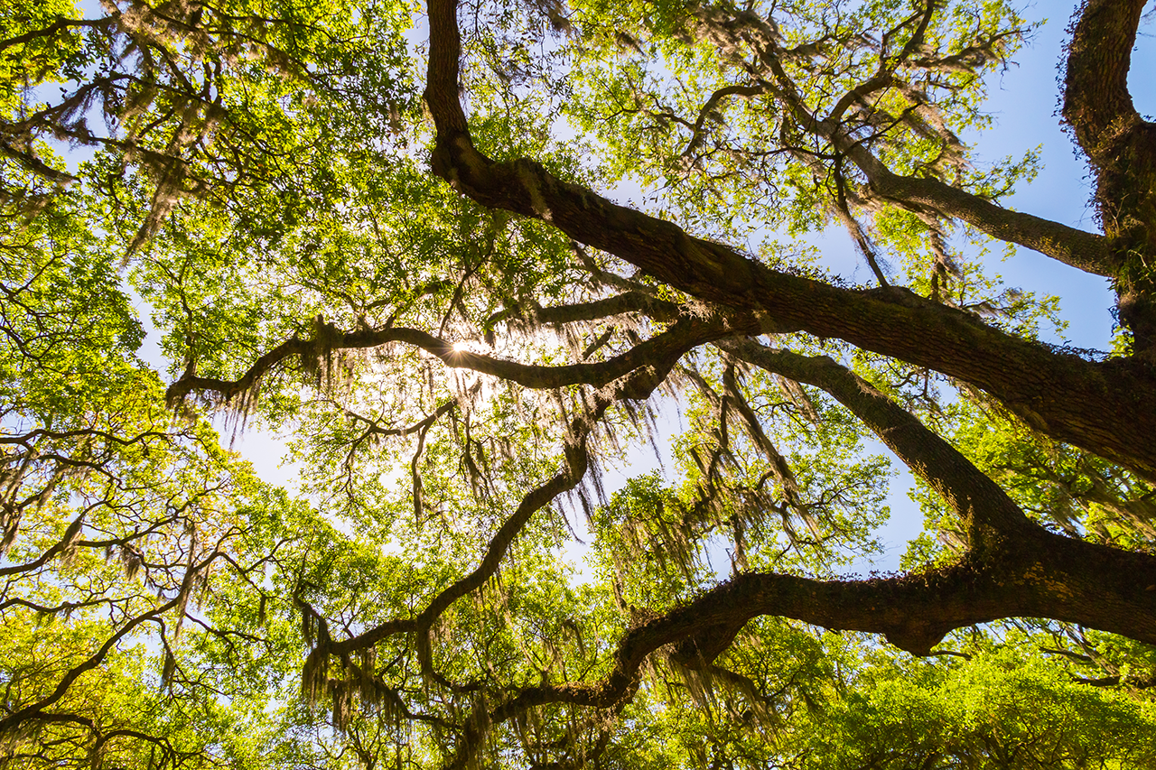 Canopy of old live oak trees draped in spanish moss.